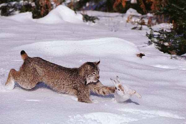Lynx (Felis lynx) hunting snowshoe hare.
