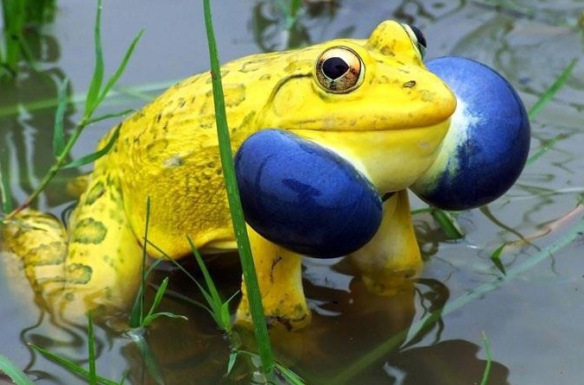the-world_s-top-10-most-amazing-frogs-2