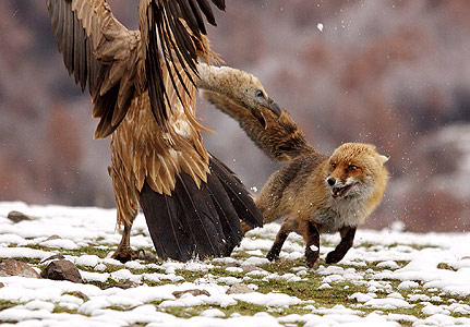 9-feb-vulture-v-fox-431x300