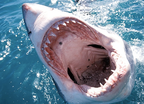 great-white-sharks [www.imagesplitter.net]