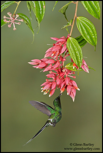Green Thorntail - 13