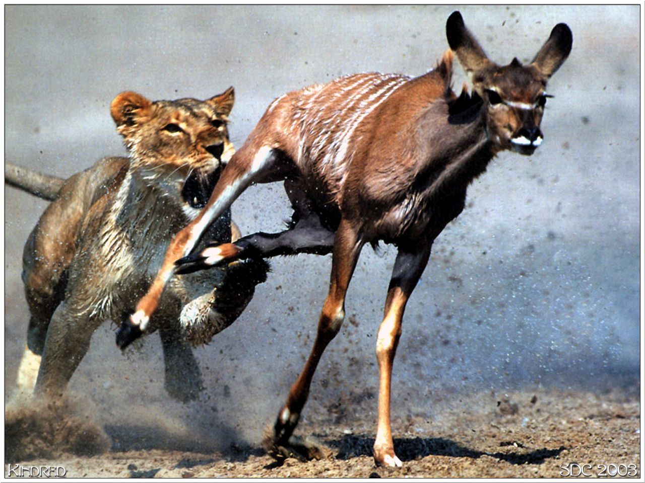 lion chasing prey