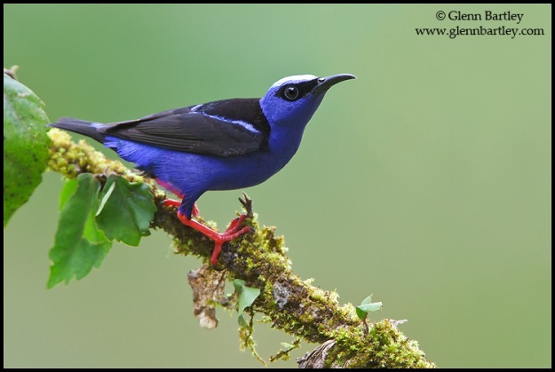 Red-legged Honeycreeper (Cyanerpes cyaneus) perched on a branch in Costa Rica.