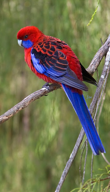 crimson rosella parrot