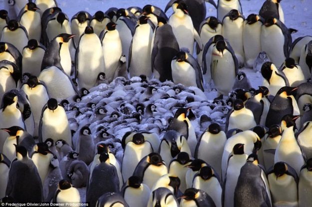 A penguin nursery, filmed for the first time after BBC cameramen hid their cameras inside fake birds.