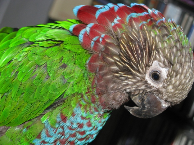 brazilian hawk headed parrot head