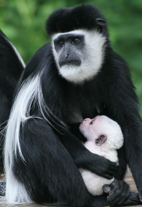 colobus monkey with baby