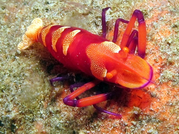emperorshrimp1