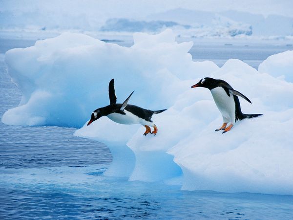 gentoo-penguins-jumping-in-water_24700_600x450