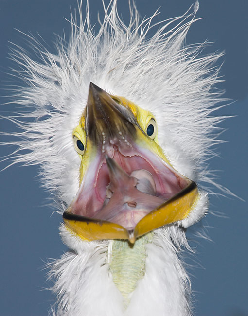 Great-Egret-chick-wide-yawn-_O7F2546-St