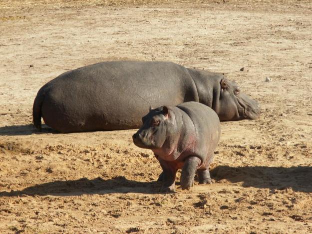 hippopotamus with baby