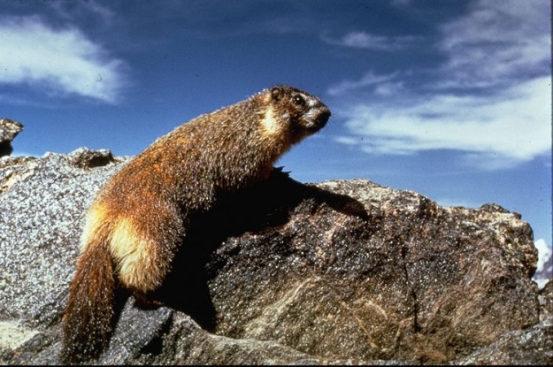 marmot yellow bellied1