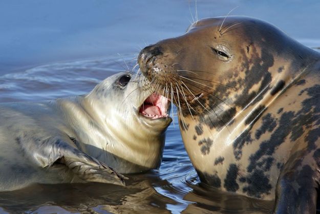 Mother_Leopard_Seal_and_Pup_2