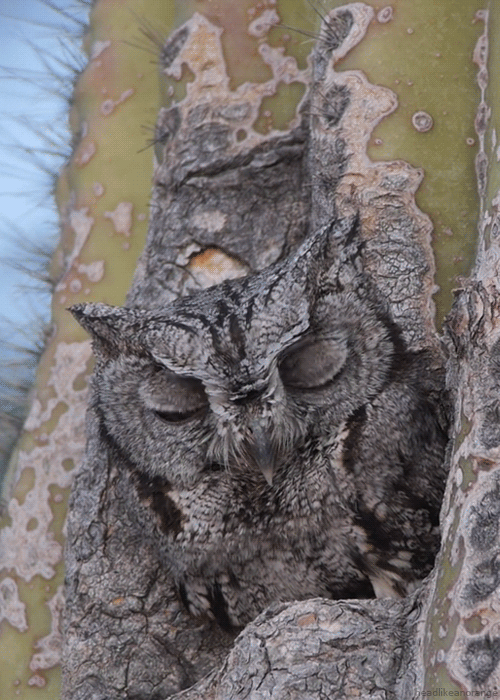 nature-gifs-owl