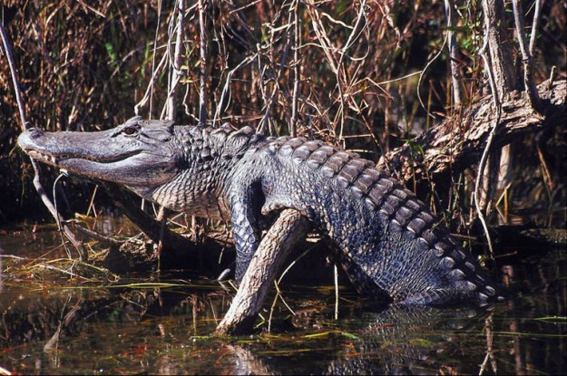 orinoco crocodile