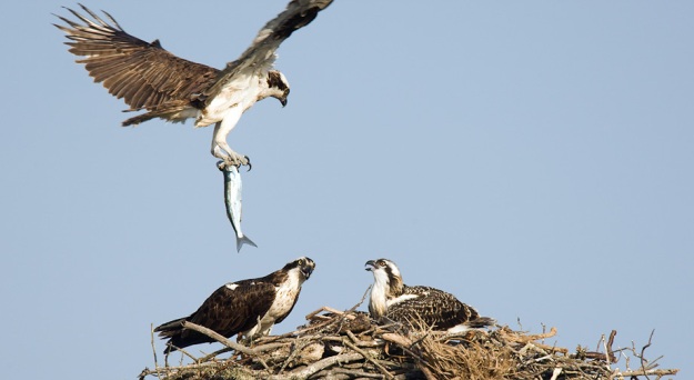osprey bringing fish to nest