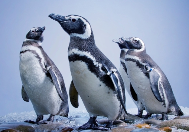 penguins_group-770x538