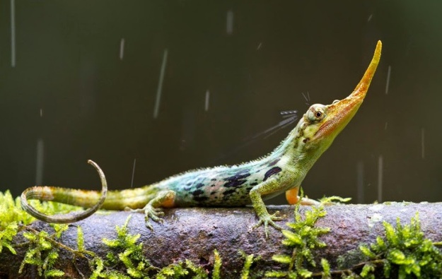 Pinocchio lizard, Ecuador