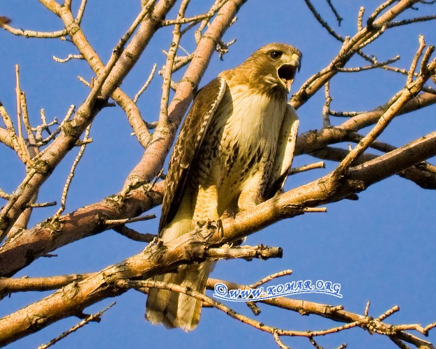 red-tailed-hawk-perch2