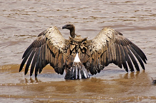 white_backed_vulture