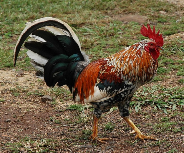 wild rooster
