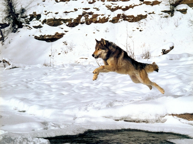 wolf jumping