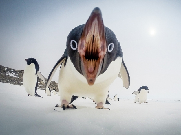 Hay Editor! Caption this - the Penguins