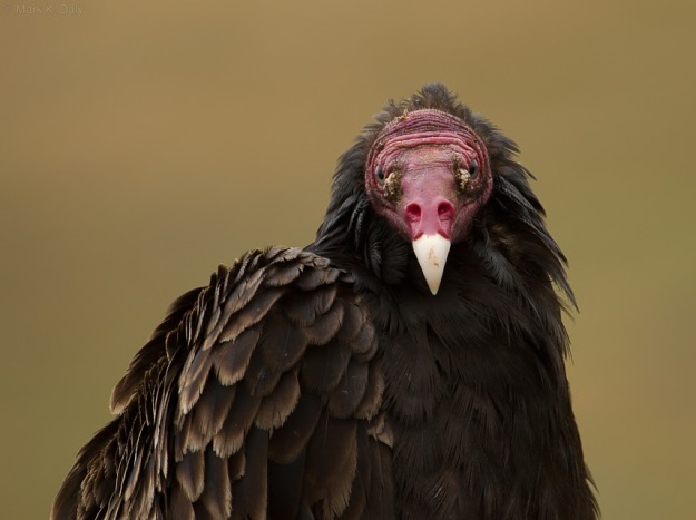 vulture-head-edit-wm