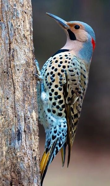 Male Northern Flicker Woodpecker