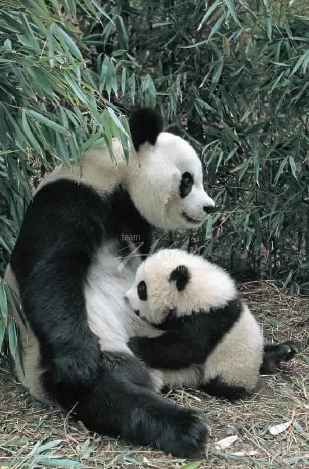 Cute-Baby-Giant-Panda-Breeding-Research-Base-China_1